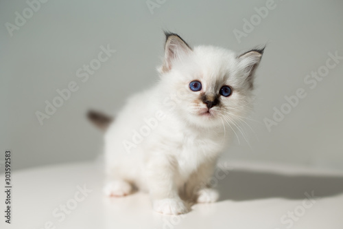 small kitten cat breed sacred burma on a light background