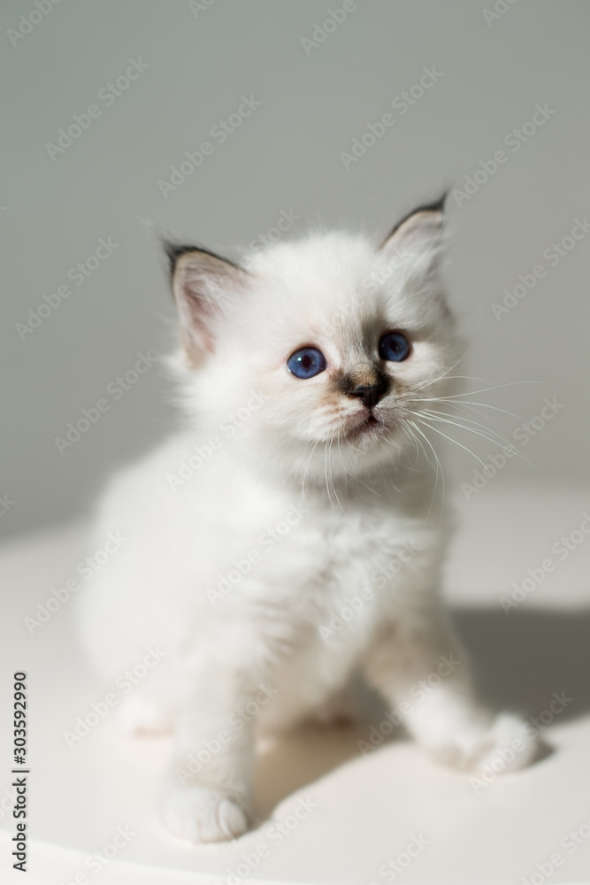 small kitten cat breed sacred burma on a light background small kitten cat breed sacred burma on a light background