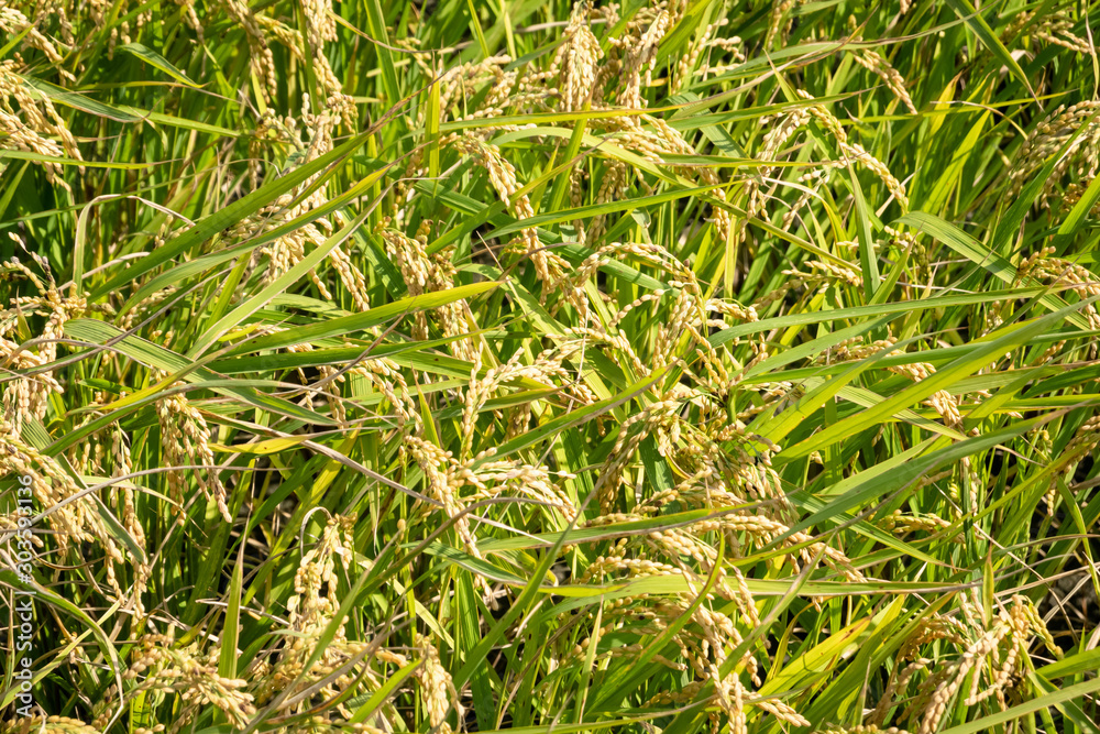 golden ripe rice farm