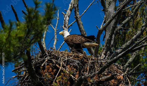 eagle in nest