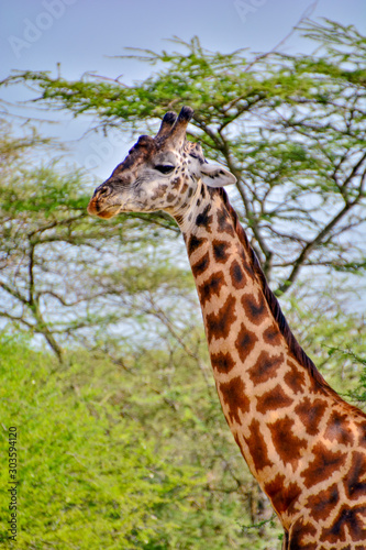 giraffe in serengeti