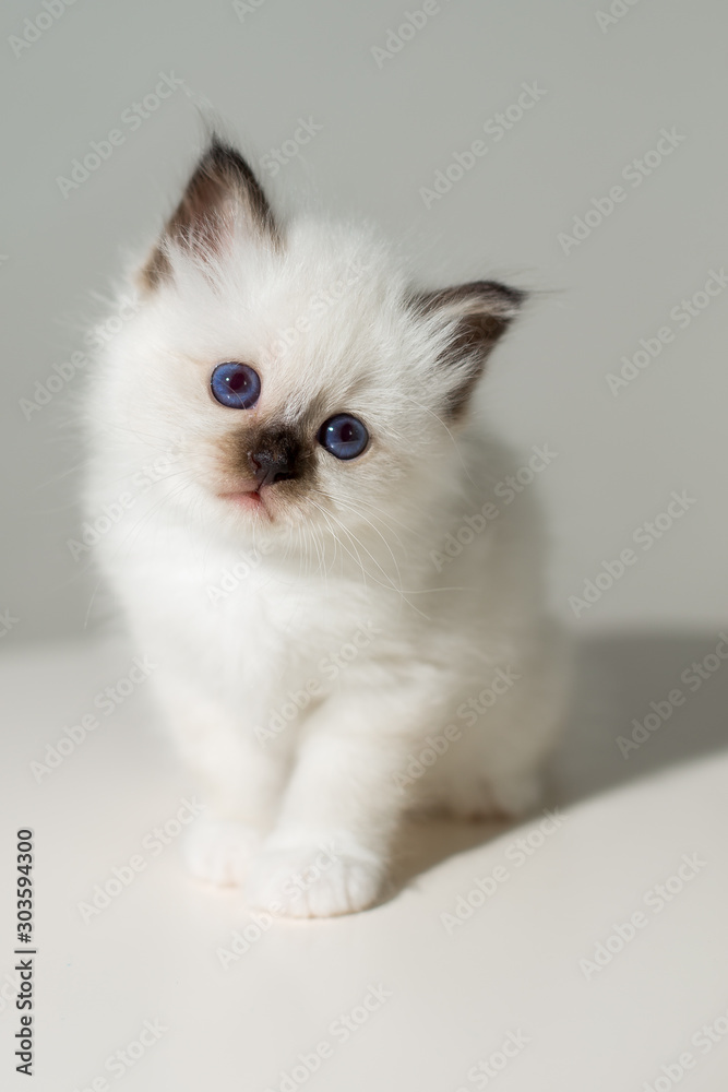 Fototapeta premium small kitten cat breed sacred burma on a light background