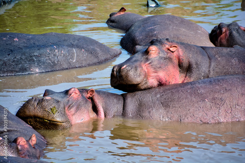 hippos in tanzania