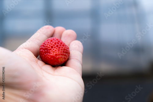 The fresh strawberry on the male hand from the local organic farm in  Mashiko, Haga District, Tochigi Prefecture, Japan