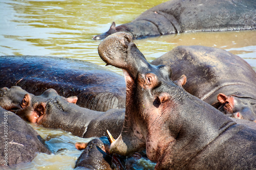 sleepy hippos in africa