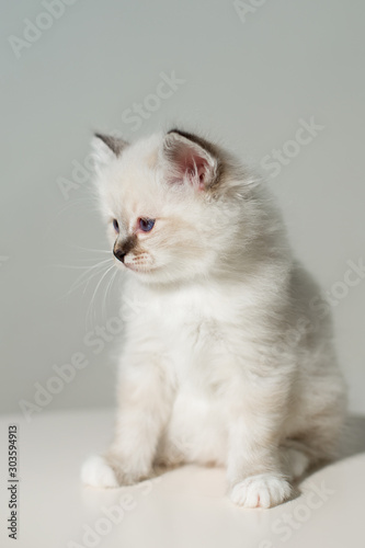 small kitten cat breed sacred burma on a light background © vadimborkin