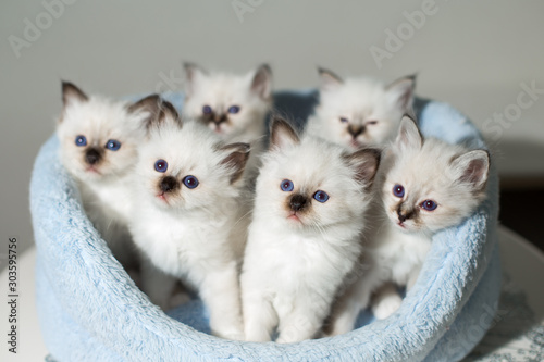 many kittens cat breeds sacred birma photo