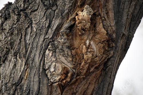 Macro Tree Bark & Knot 