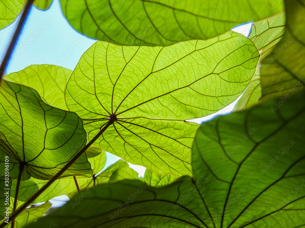 Green leaves beautiful patterns backgrounds Green leaves beautiful patterns backgrounds