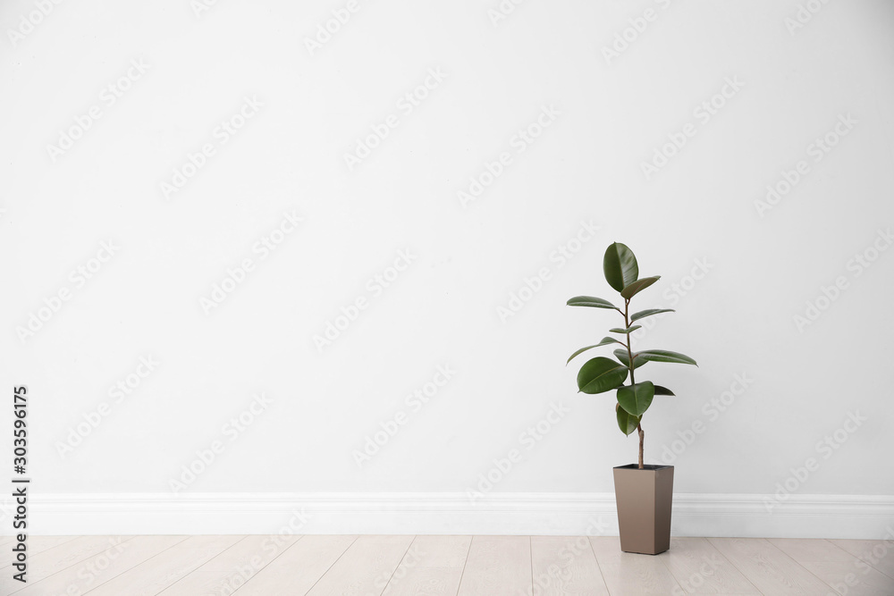 Ficus on floor near white wall, space for text. Home plants
