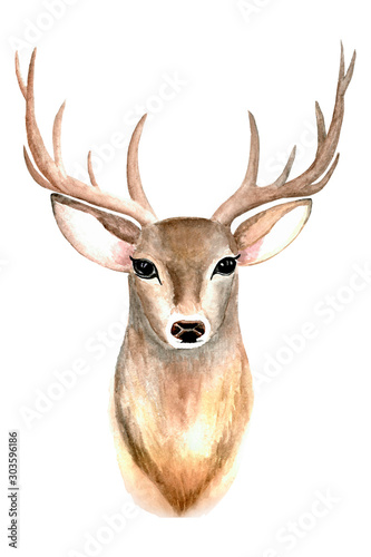 fallow deer isolated on white background. © IrishaArt