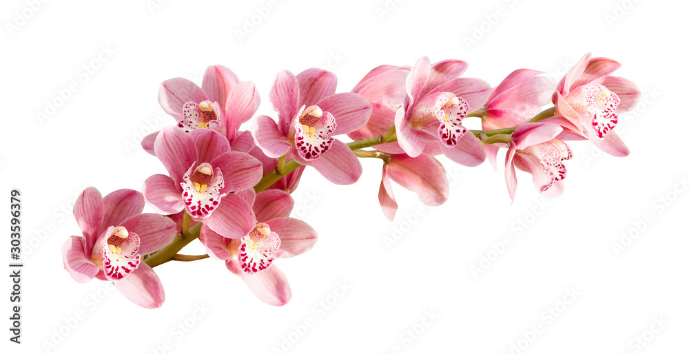 Pink orchid. Tropical flower branch isolated on white background. Clipping path saved