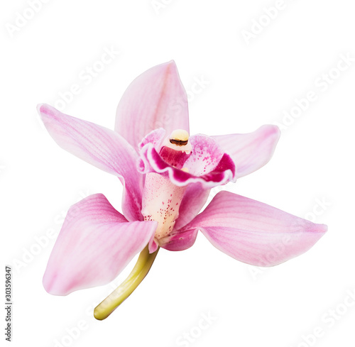 Pink orchid. Tropical flower branch isolated on white background. Clipping path saved