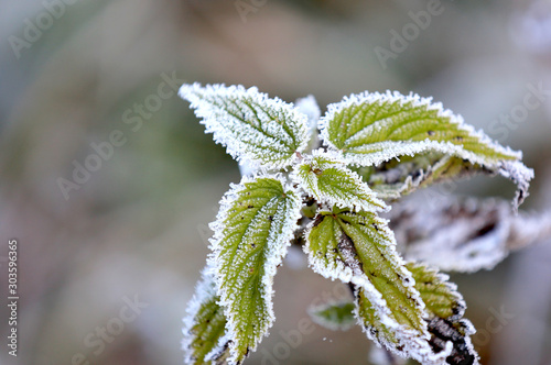 frozen green grass in morning hoarfrost