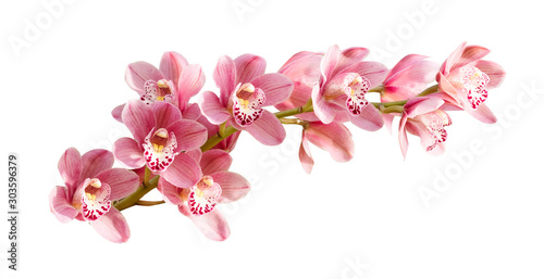 Pink orchid. Tropical flower branch isolated on white background. Clipping path saved © Mr.Ilkin