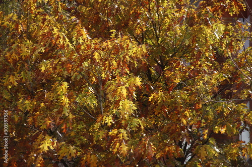 Leaves in autumn color