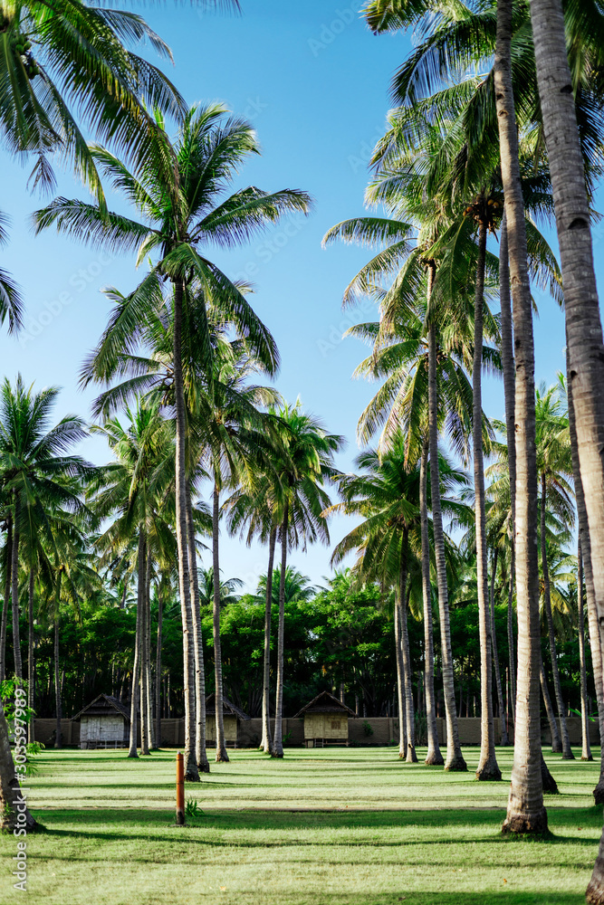 Coconut palm trees, beautiful tropical background, summer concept Coconut palm trees, beautiful tropical background, summer concept