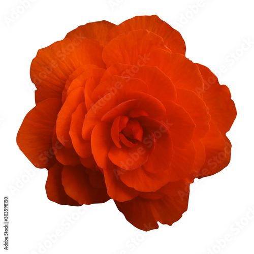 Japanese camellia flower on white isolated background.