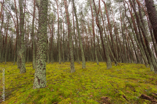 pine forest trees in the moss  cloudy day