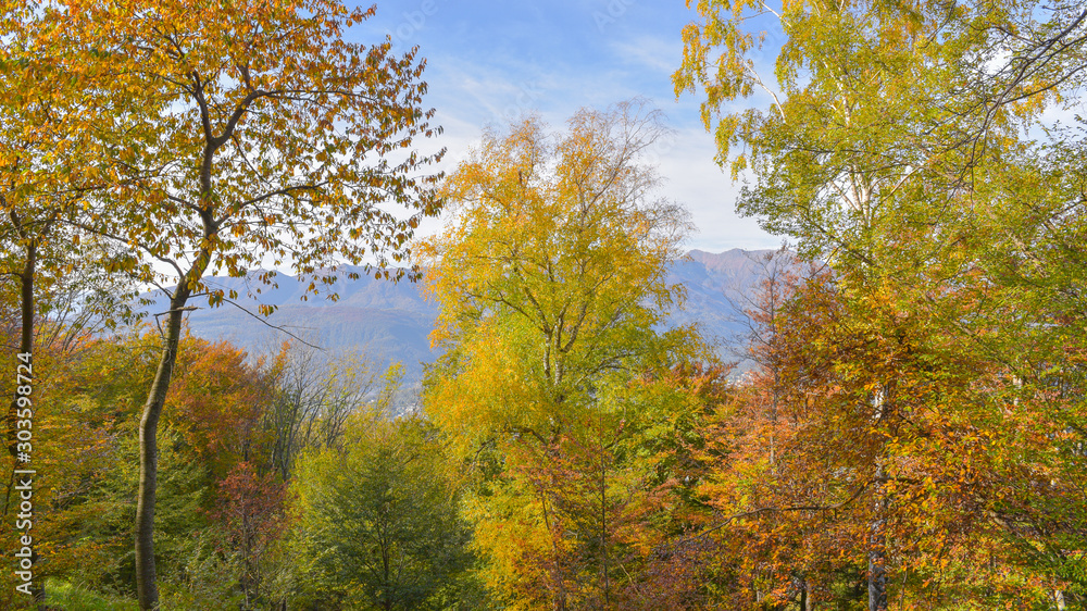 fantastico paesaggio del bosco in autunno, con alberi, betulle, larici con foglie gialle e arancioni