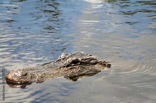 Der Kopf eines Aligators in Floridas Everglades schaut aus dem Wasser
