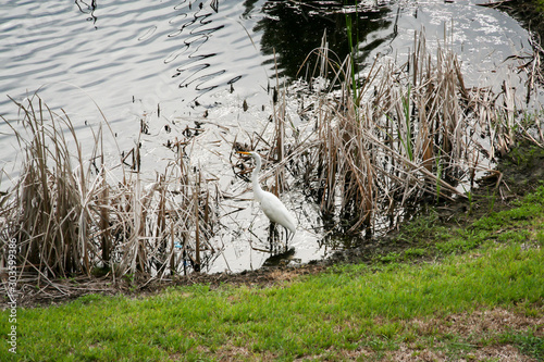 ein weißer Ibis zwischen Schilfrohr an einem Teich