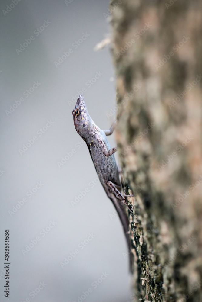 ein Gecko, Anole an einem Baumstamm