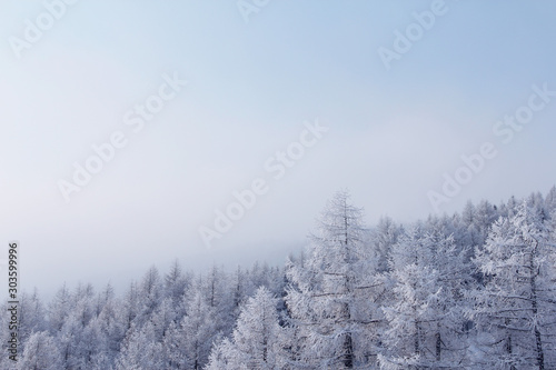 Winter mountain forest in Soelden