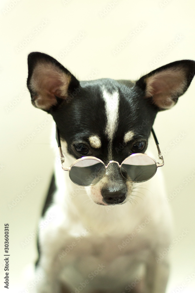 Chihuahua dog wearing sun glasses