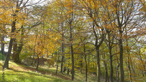 fantastico paesaggio del bosco in autunno, con alberi, betulle, larici con foglie gialle e arancioni