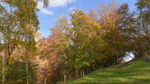 fantastico paesaggio del bosco in autunno, con alberi, betulle, larici con foglie gialle e arancioni photo