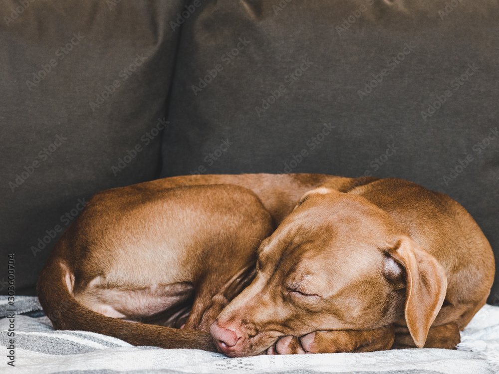 Lovable, pretty puppy of chocolate color lying on a plaid. Close-up, indoor. Day light. Concept of care, education, obedience training, raising pets Lovable, pretty puppy of chocolate color lying on a plaid. Close-up, indoor. Day light. Concept of care, education, obedience training, raising pets