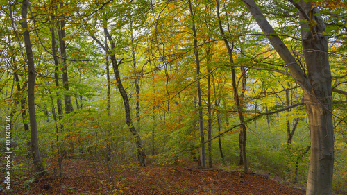 fantastico paesaggio del bosco in autunno, con alberi, betulle, larici con foglie gialle e arancioni