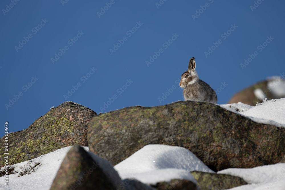 Mountain Hare, Lepus timidus, surrounded by snow and rocks with bright blue sky background during winter/November in Scotland. Mountain Hare, Lepus timidus, surrounded by snow and rocks with bright blue sky background during winter/November in Scotland.