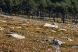 Mountain Hare, Lepus timidus, in wide shot showing heather, rock and woodland background while in half winter moult during November in Scotland.