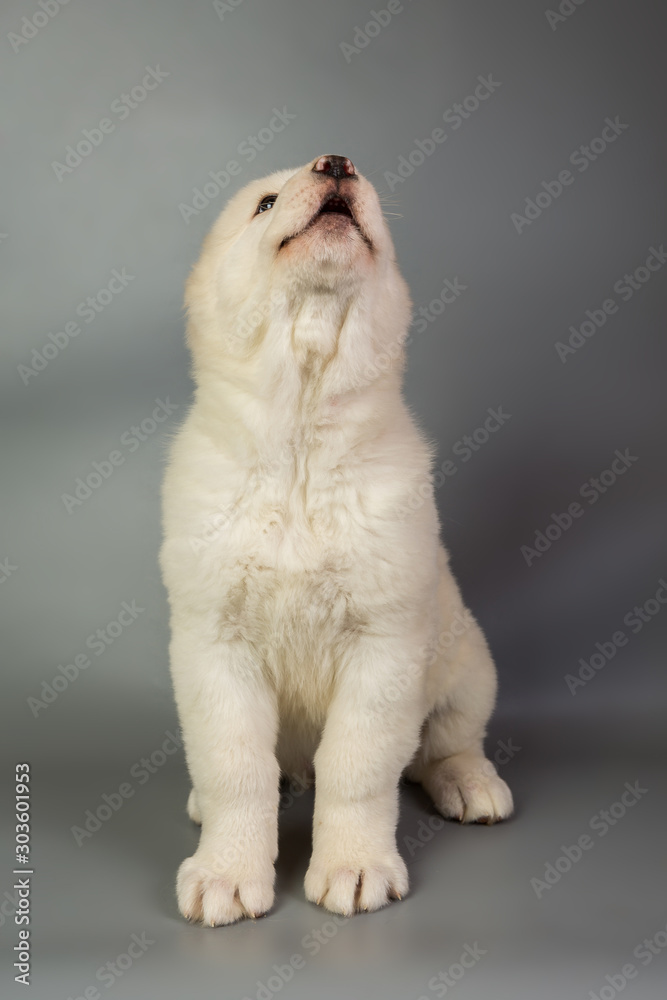 white puppy Alabai on a gray background, studio white puppy Alabai on a gray background, studio