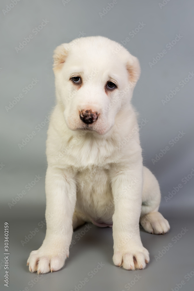 white puppy Alabai on a gray background, studio white puppy Alabai on a gray background, studio