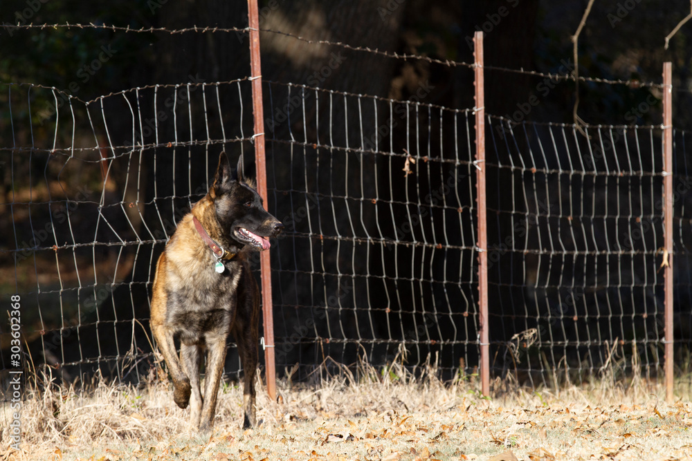 Fotografie Working dog keeping watch with rustic fence