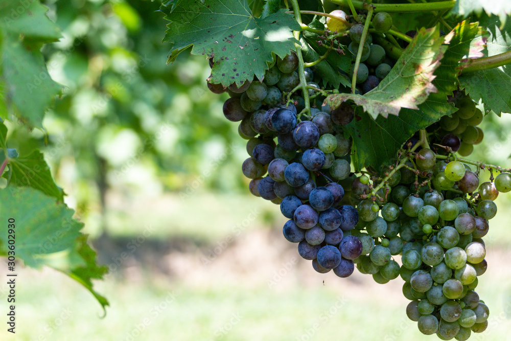 Cluster of purple and green grapes ripening on the vines at Arrington Vineyard, Tennessee.