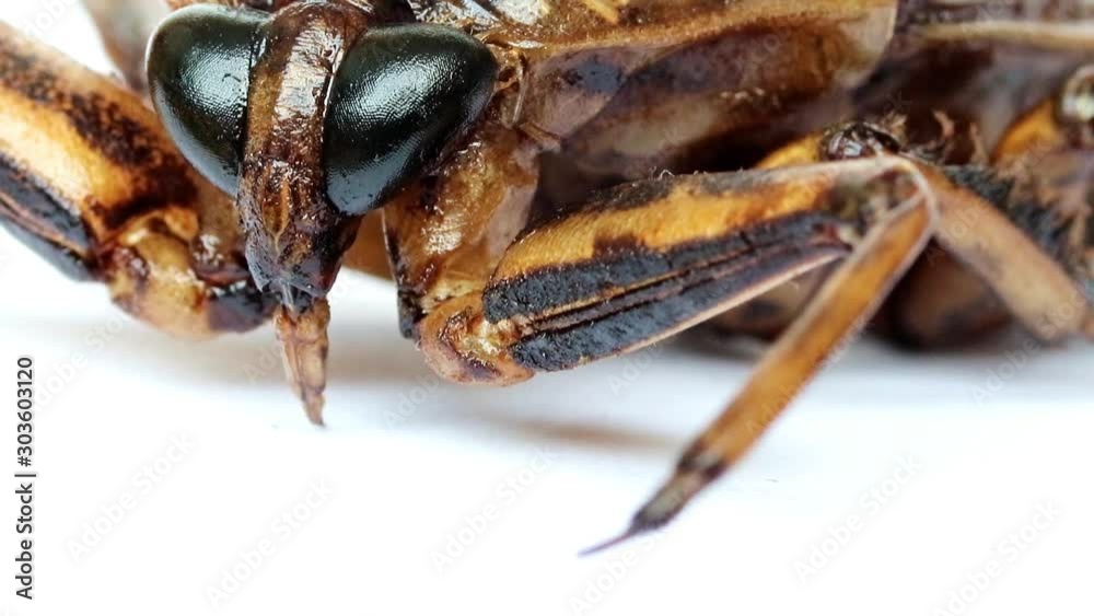 A macro view of fried Giant Water Bug - Lethocerus indicus on white background. 