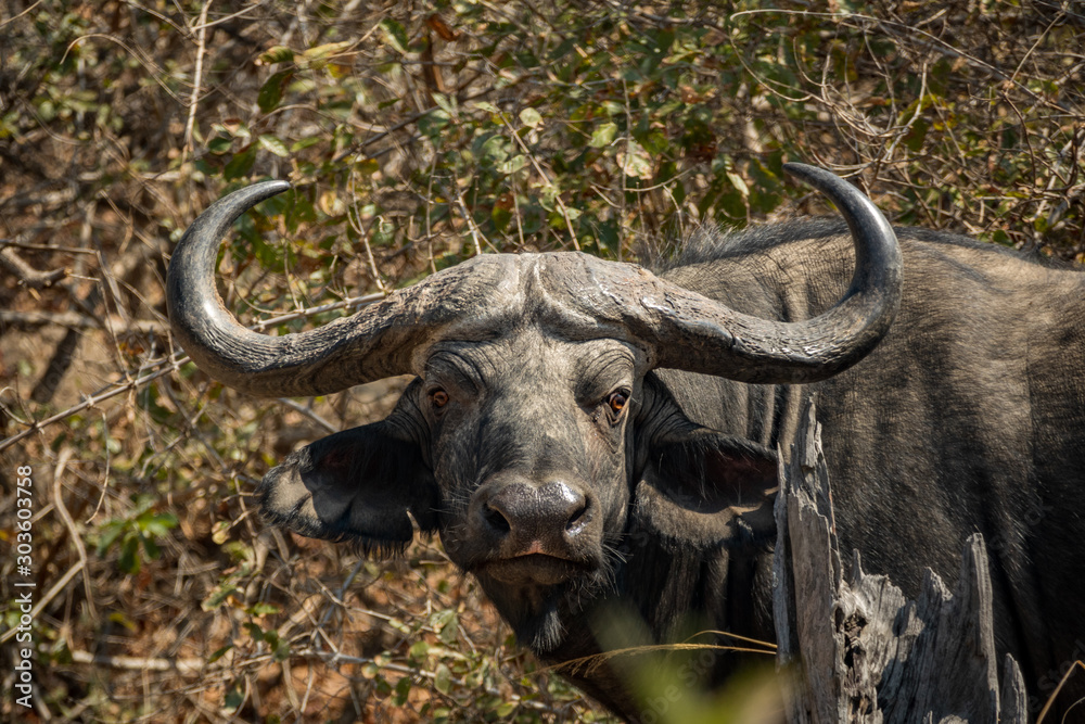 Fototapeta premium Front view of buffalo looking at the camera