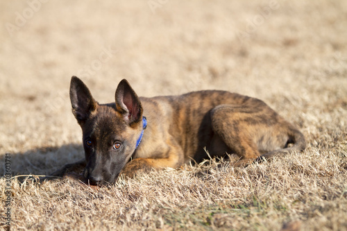 Fotografie Puppy laying in grass, brindle Dutch Shepherd puppy outdoors