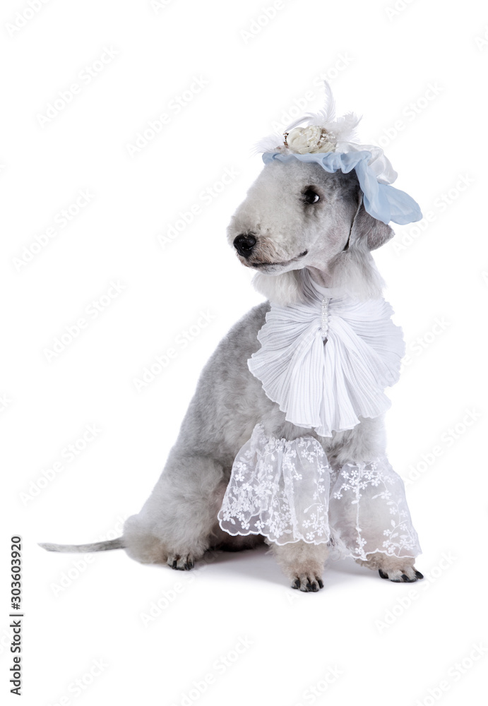 Funny Bedlington Terrier dog dressed in a frill and hat sitting in