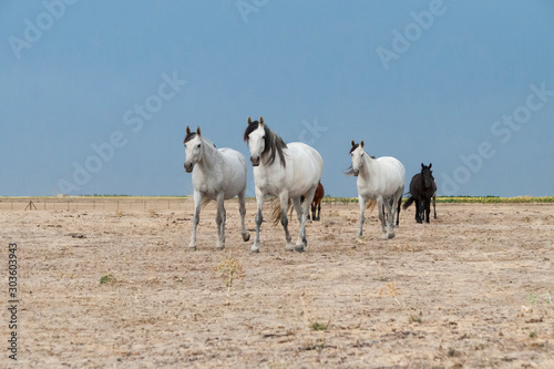 Fototapeta Naklejka Na Ścianę i Meble -  HORS HORSE FREE IN THE FIELD WITH A NICE SKY