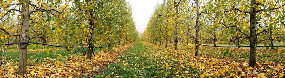 apple orchard after harvesting, autumn concept,mid of november apple orchard after harvesting, autumn concept,mid of november