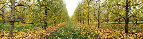 apple orchard after harvesting, autumn concept,mid of november