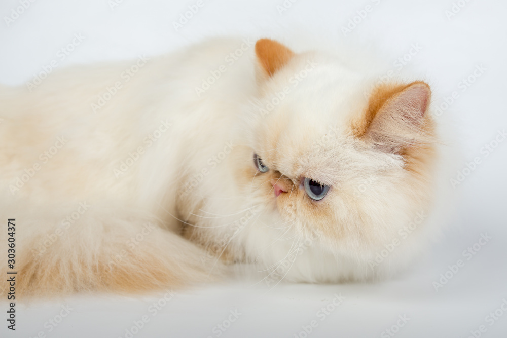 red cream persian cat isolated on a white background, studio photo