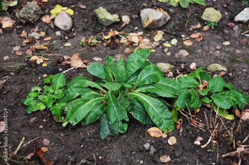 Beautiful view green plant in the garden 