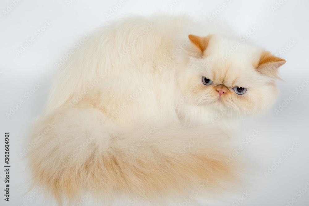 red cream persian cat isolated on a white background, studio photo