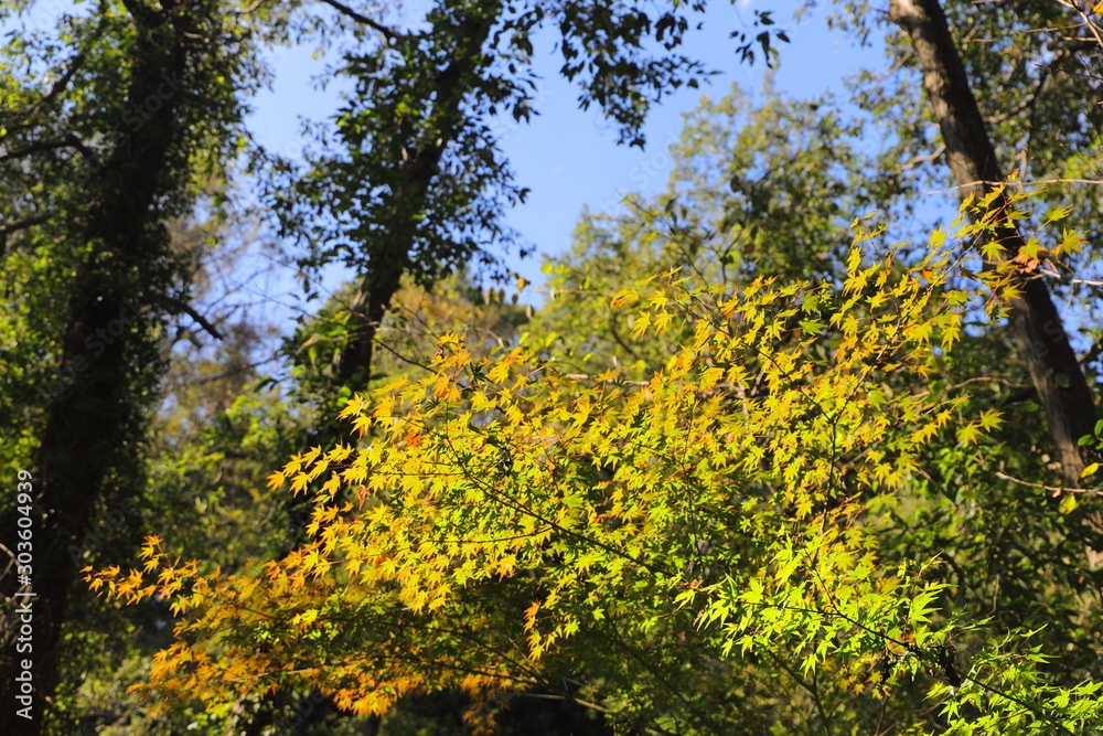 Leaves of Japanese maple which has begun to change color Leaves of Japanese maple which has begun to change color